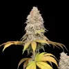 Master Kush Regular