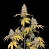 Master Kush Regular