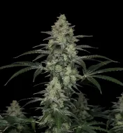 MK Ultra