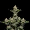 Moby Dick Auto