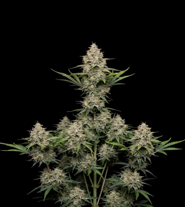 Moby Dick Auto