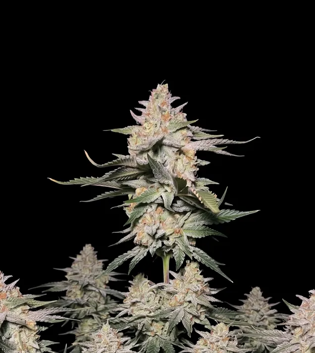 Northern Lights Regular
