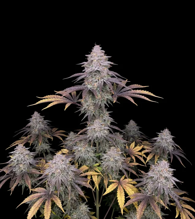 Pineapple Kush
