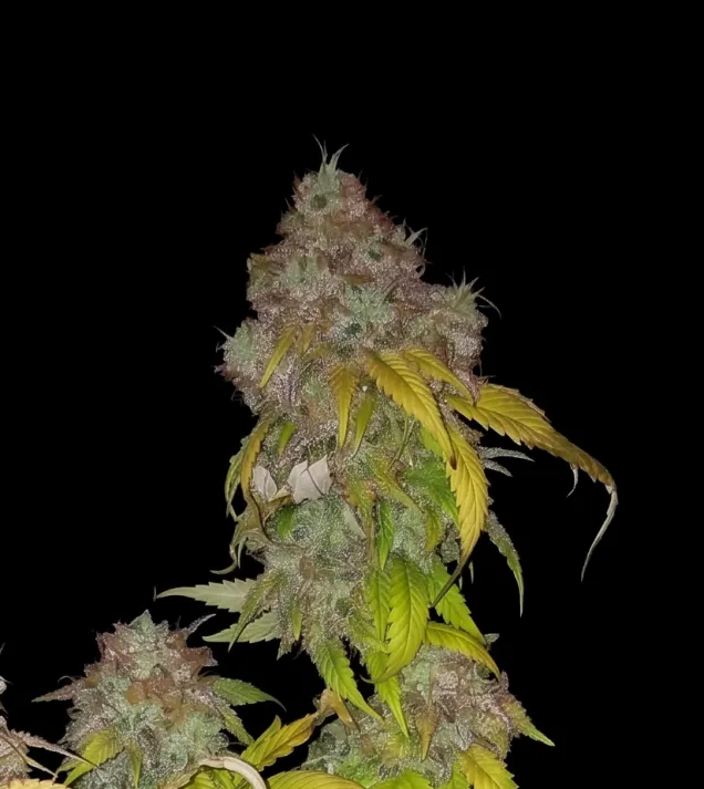 Purple Haze
