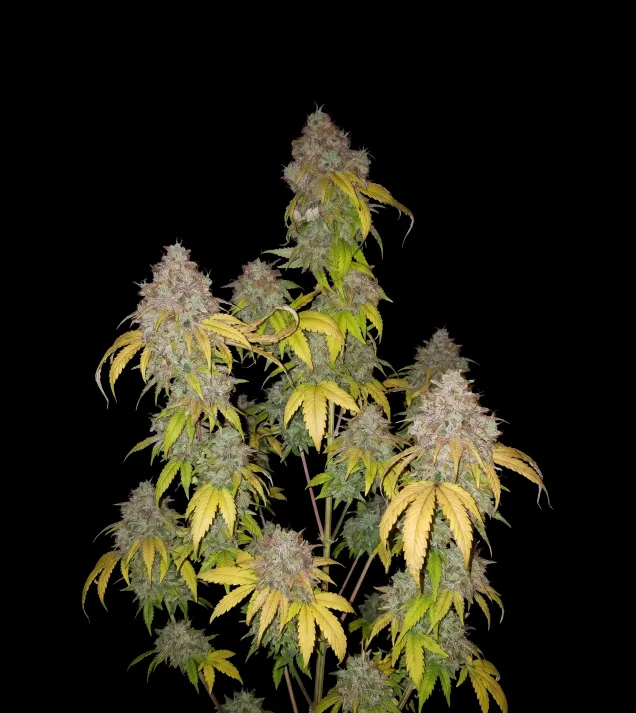 Purple Haze