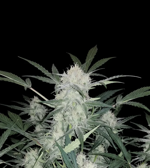 Skunk Auto