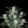Skunk Auto