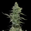 Skunk