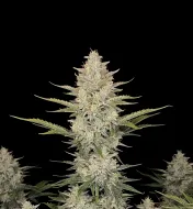 Somango Auto