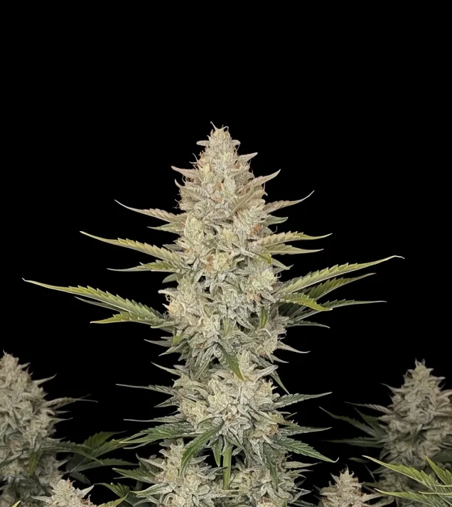 Somango Auto