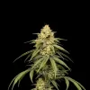 Strawberry Diesel