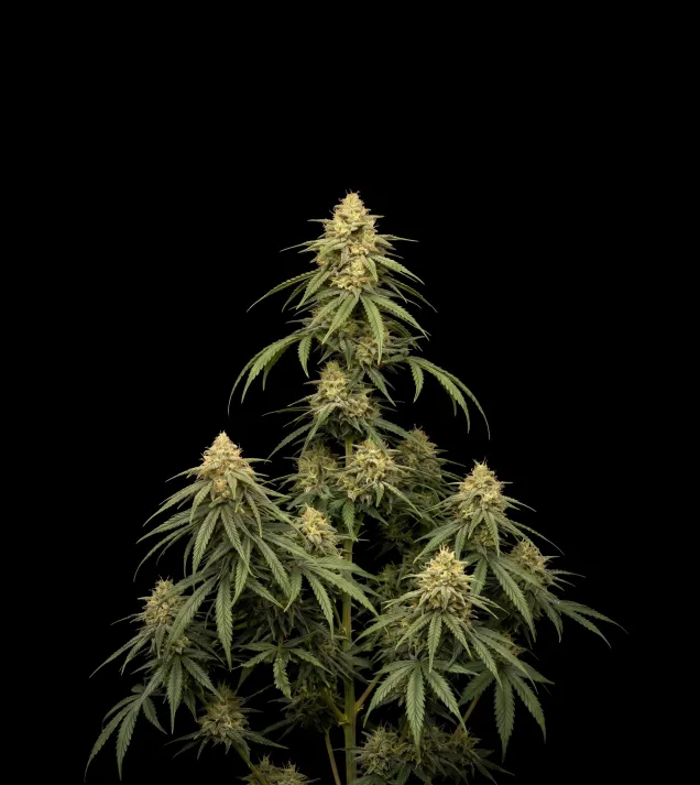 Strawberry Diesel