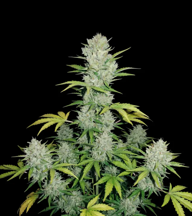 Super Skunk Auto