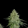 Super Skunk