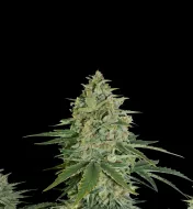 Super Skunk