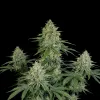 Super Skunk