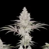 Trainwreck Fast