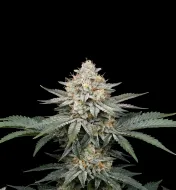Triangle Kush Auto
