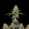 Gorilla Blue Auto