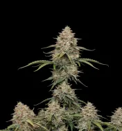 Gorilla Blue Auto