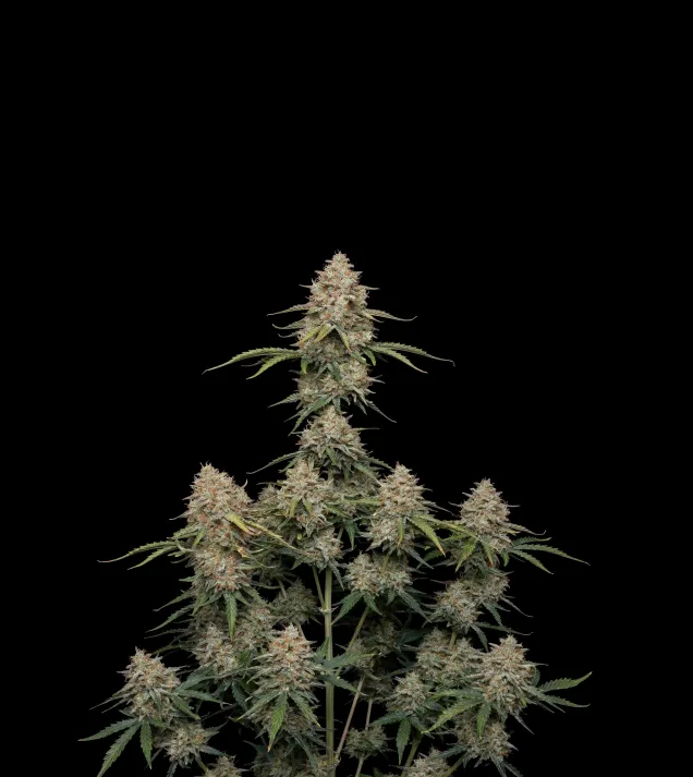 Gorilla Blue Auto