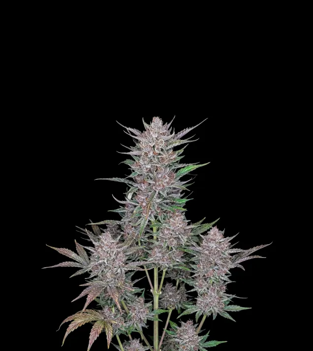 Gorilla Punch Auto