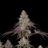 Rainbow Sherbet
