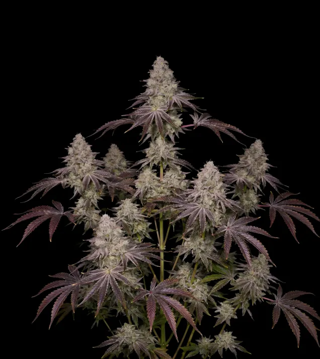 Rainbow Sherbet