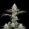 Strawberry Cough