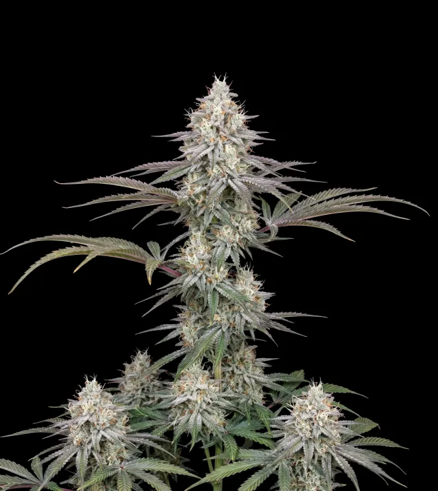 Strawberry Cough