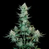 Tangie Auto