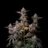 Tropicana Cookies Fast