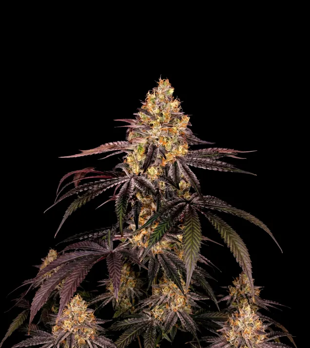 Watermelon F1