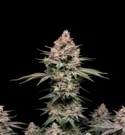 Grease Monkey