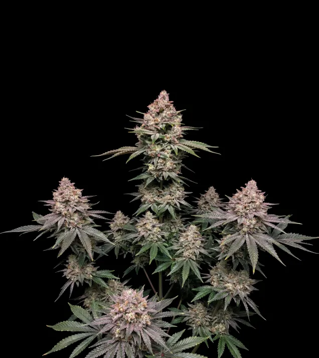 Grease Monkey