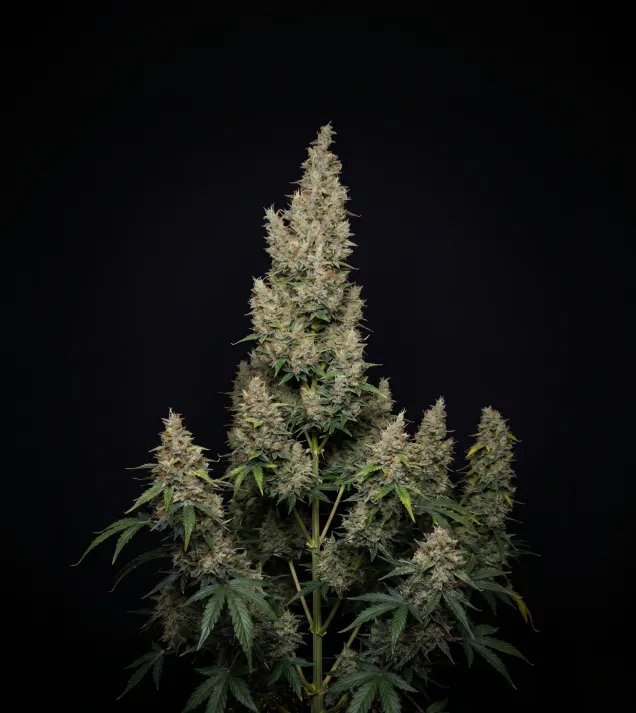 Hindu Kush Auto