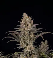 Purple Urkle
