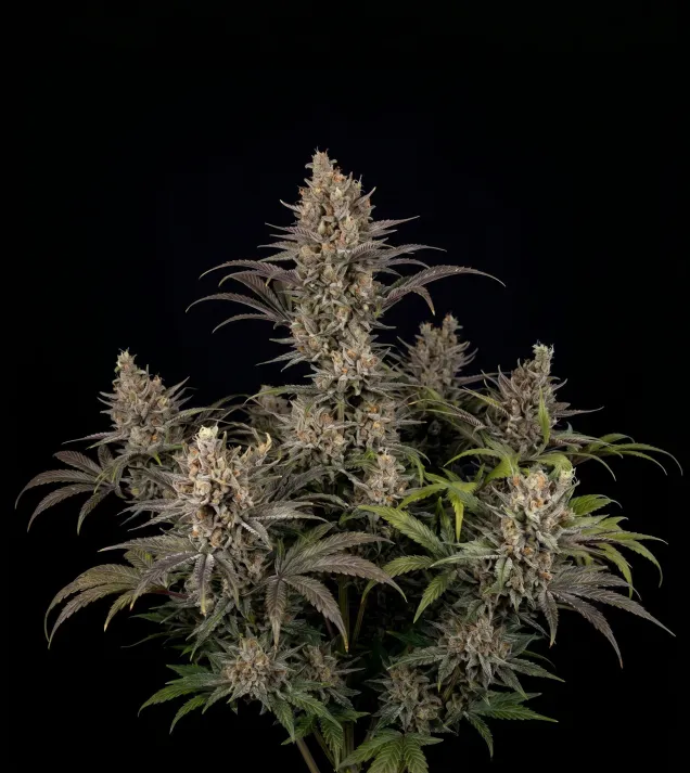 Purple Urkle