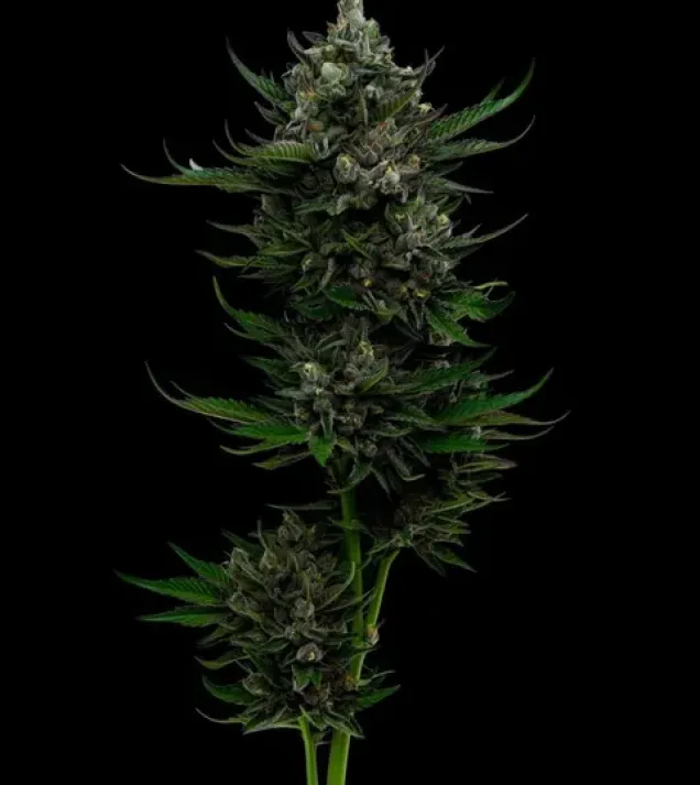 All Gas OG