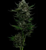 All Gas OG Auto