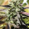 Chunkadelic Auto