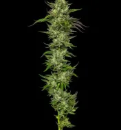 Collie Man Kush