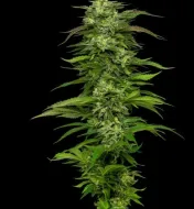 Dream Queen Auto