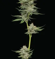 Durban Poison Auto