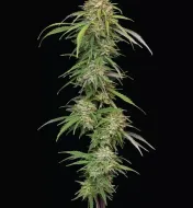 Ed Rosenthal's Super High Life