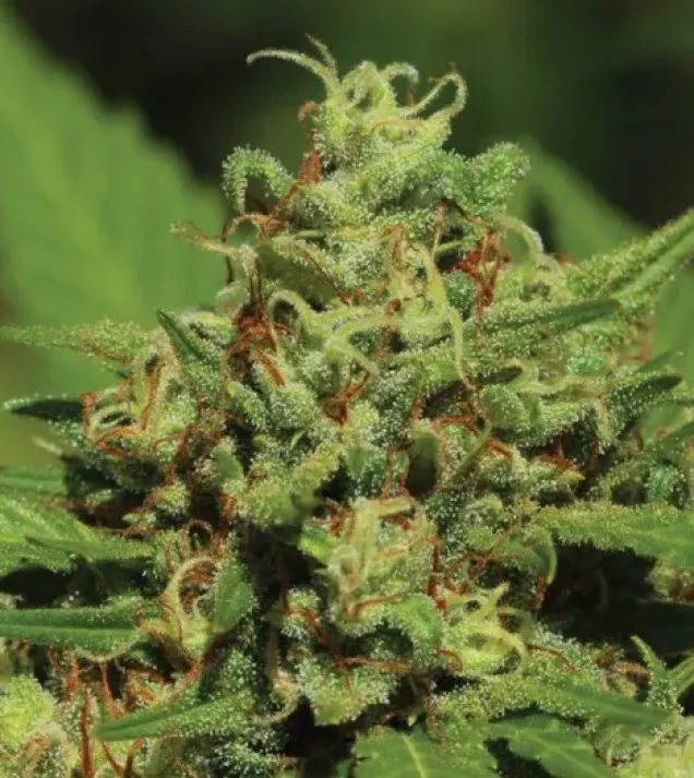 Emerald Fire OG Auto