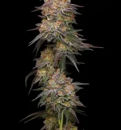 Granny Candy
