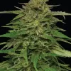 Mango Sherbert Auto