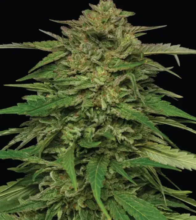 Mango Sherbert Auto