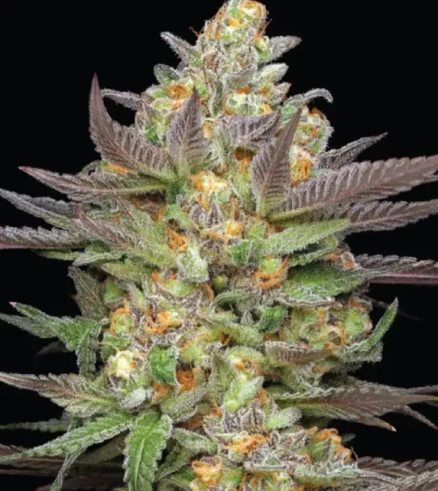 Mint Jelly Auto